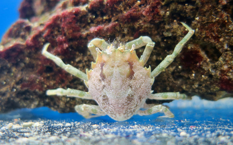 Pithos Crab