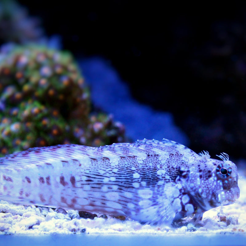 Algae Blenny