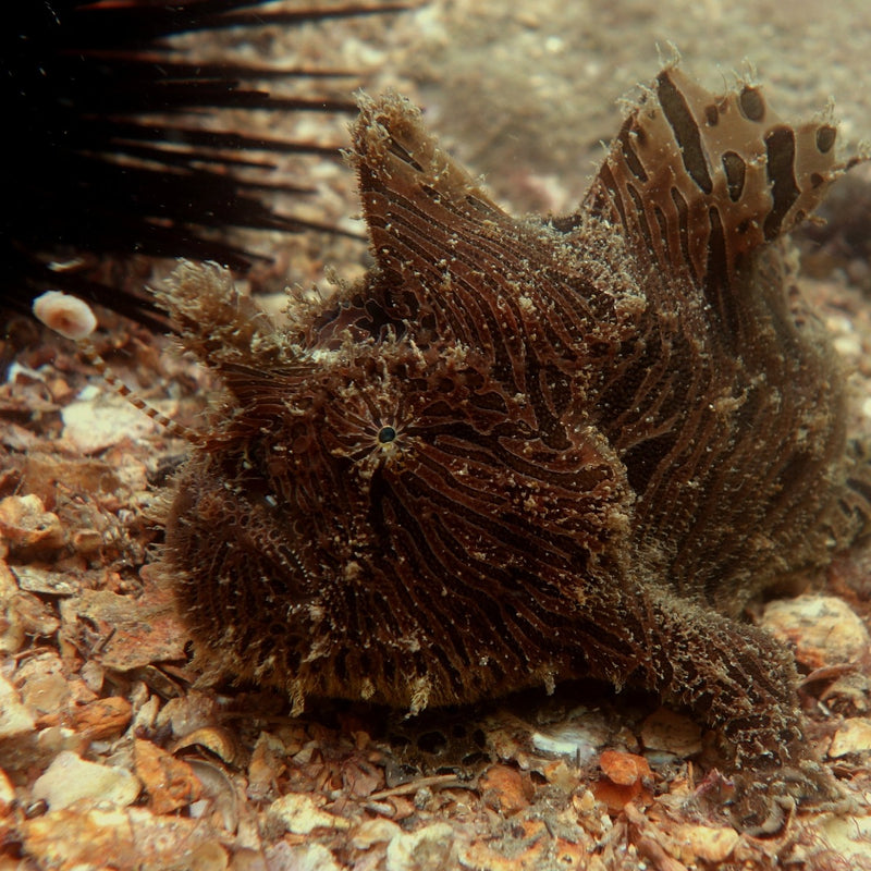 Black Anglerfish