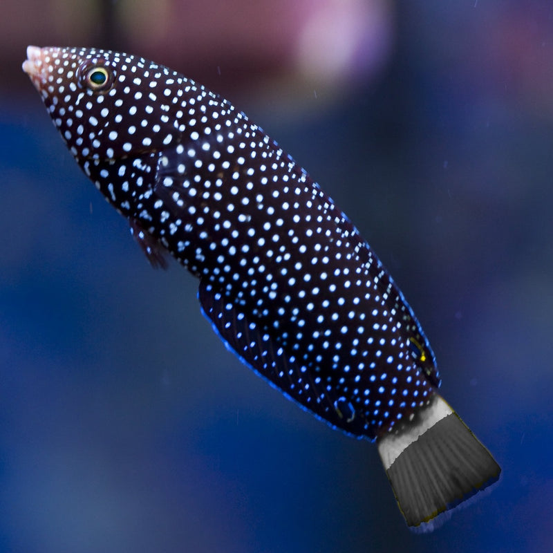 Black Tail Wrasse Medium