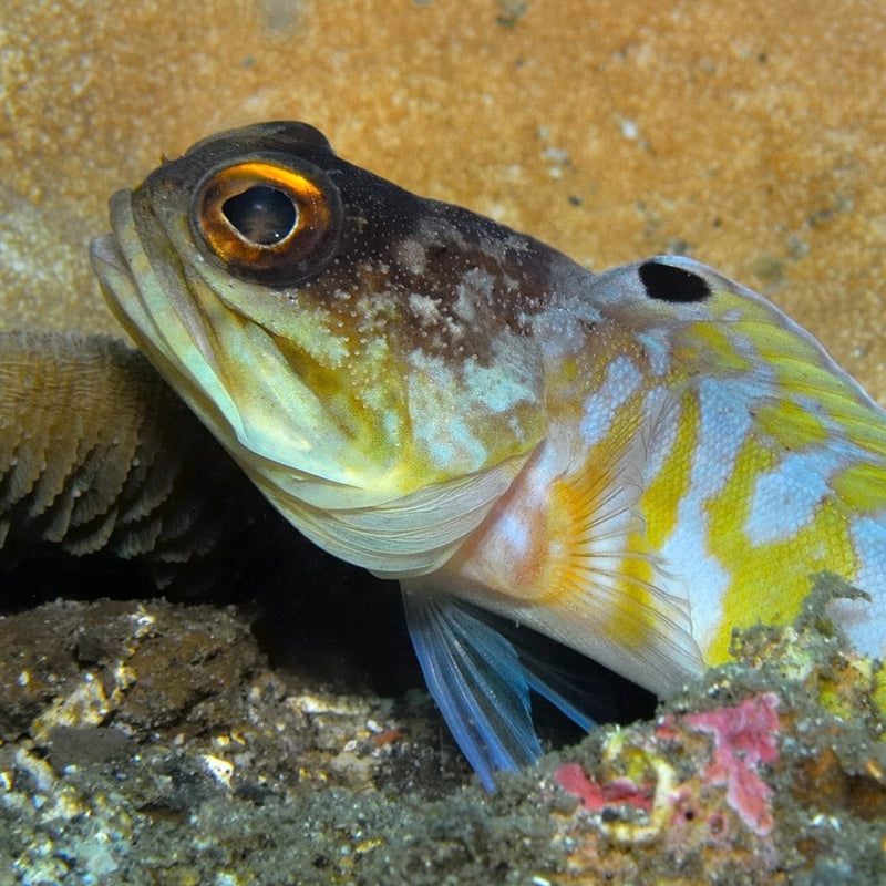 Black Cap Jawfish