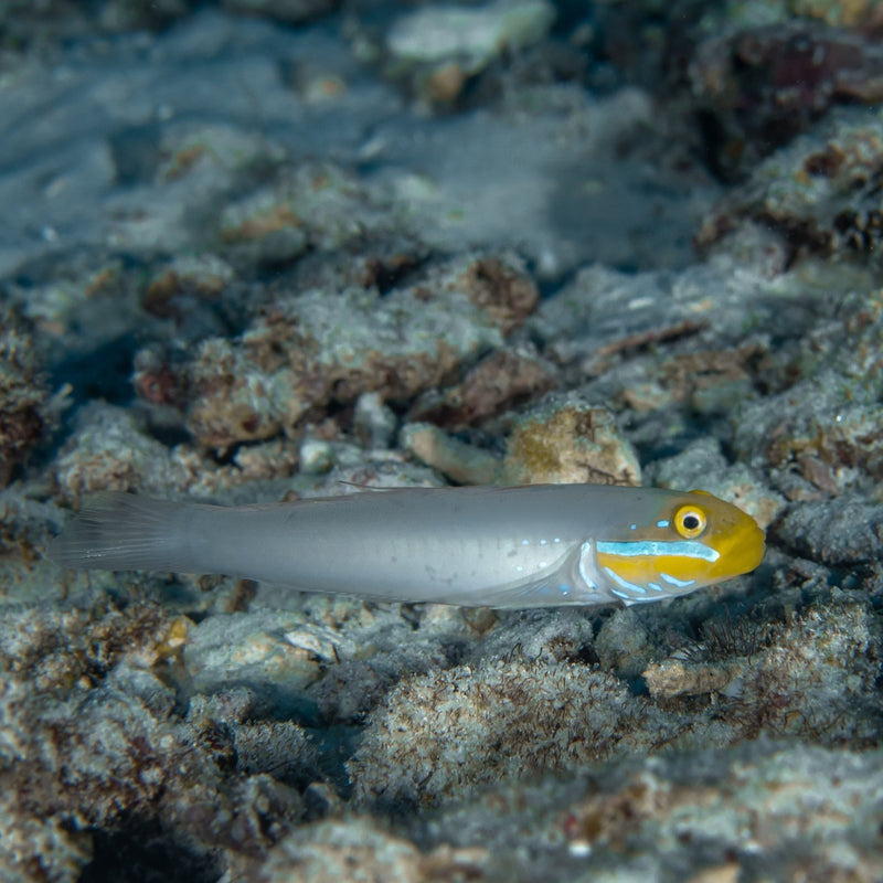 Blue Cheek Goby