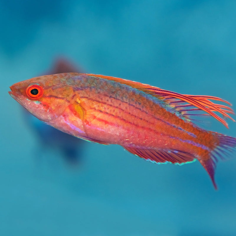 Blue Flasher Wrasse