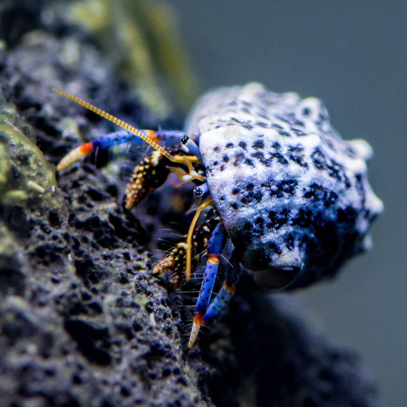 Dwarf Blue Legged Hermit Crab M