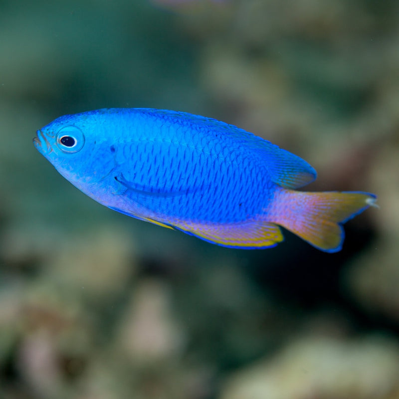 Royal Blue Damsel