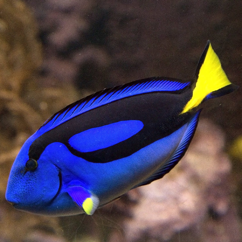 Regal Blue Tang (Small)