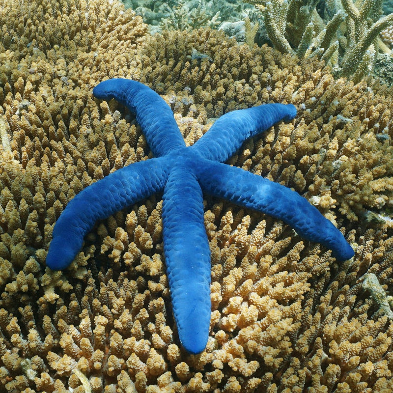 Blue Starfish