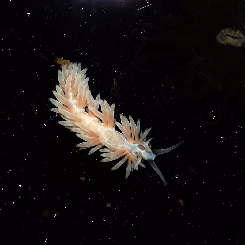 Aiptasia Eating Berghia Nudibranch x 3
