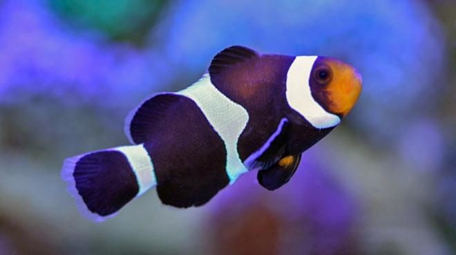 Black and White Clownfish