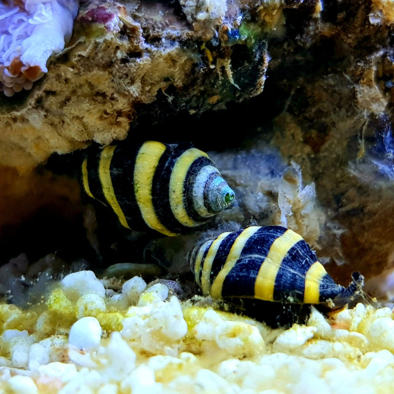 Bumblebee Snail