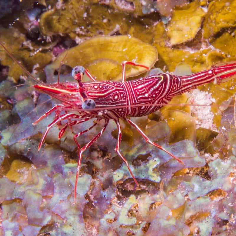 Camel Back Shrimp