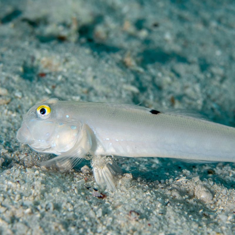 Chalk Goby