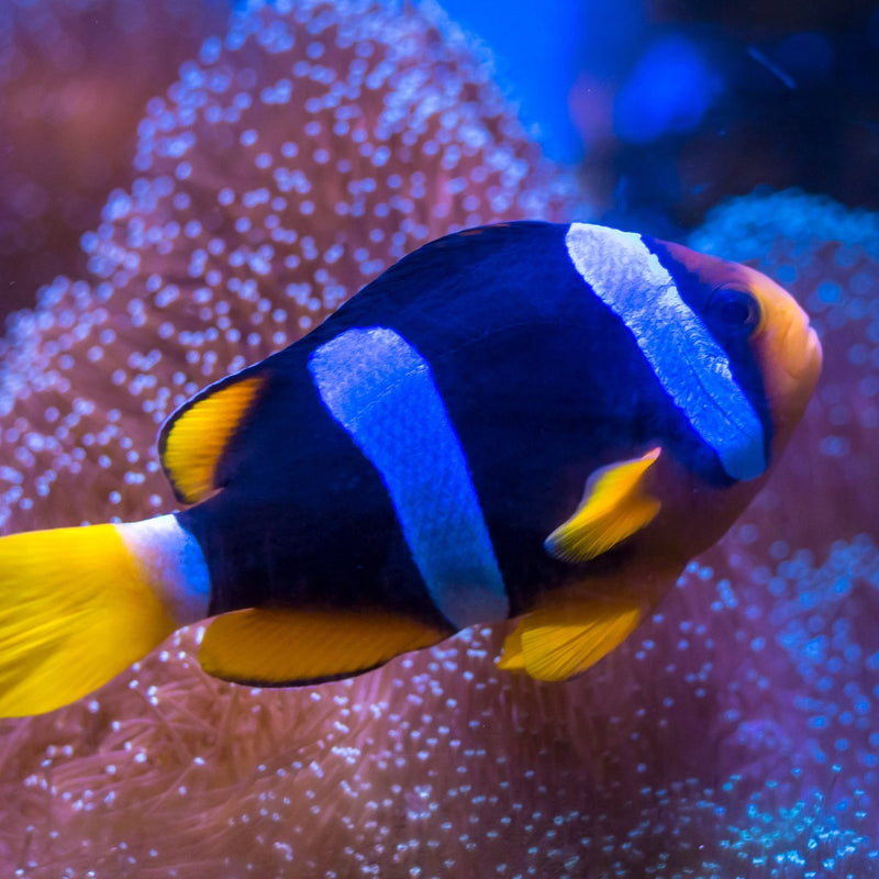 Blue Stripe Clarkii Clown Fish