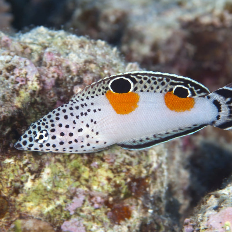 Clown Wrasse