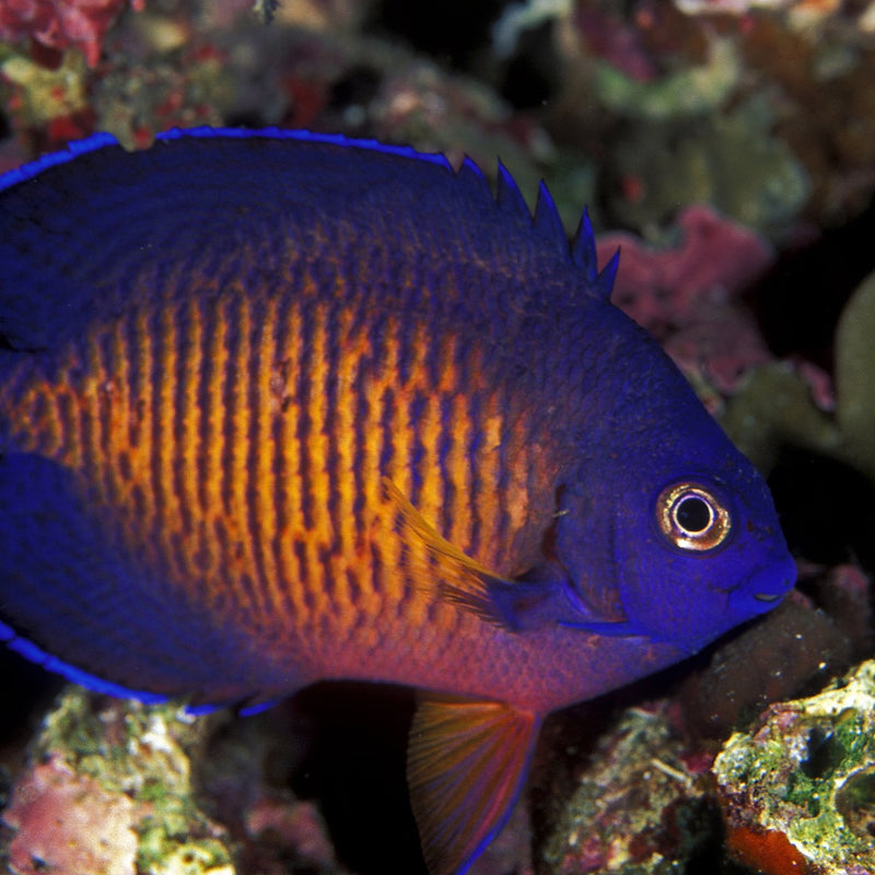 Coral Beauty Angelfish