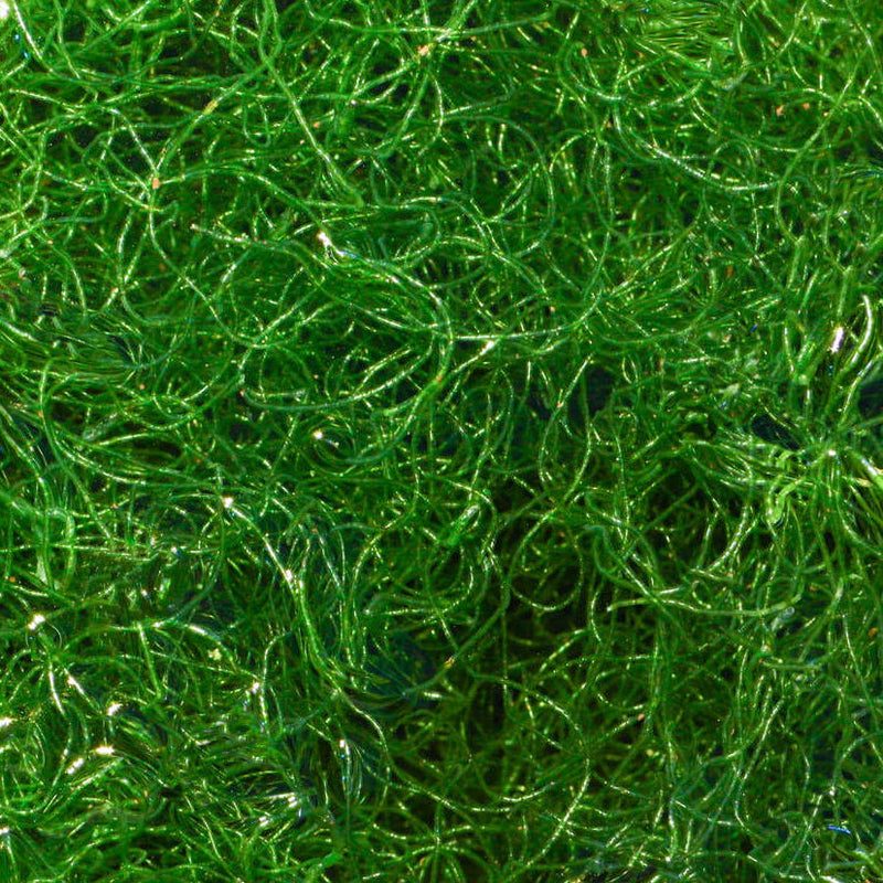 Chaetomorpha (Cheato) Macro Algae
