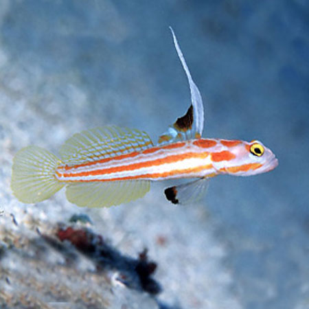 Hi Fin Clown Goby