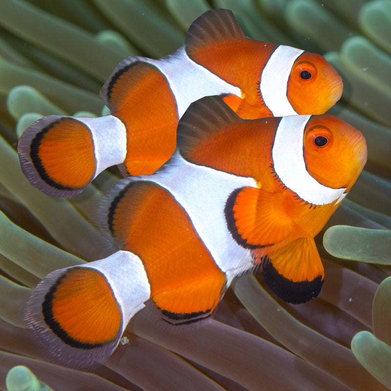 True Percula Clown Fish Pair