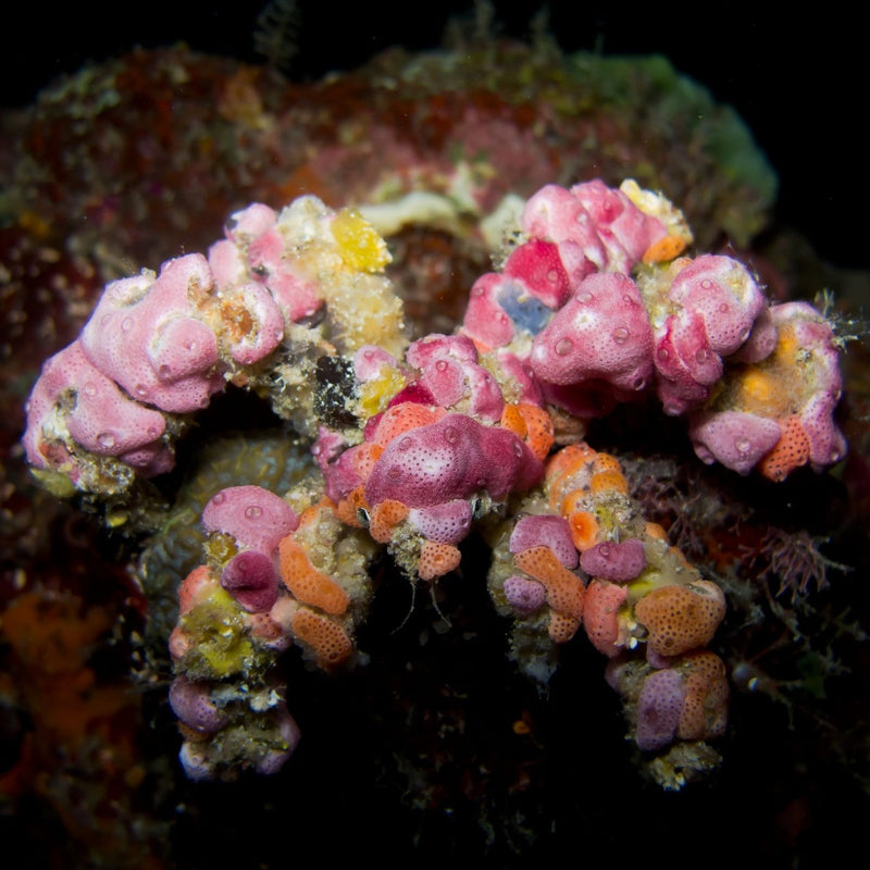 Decorator Crab