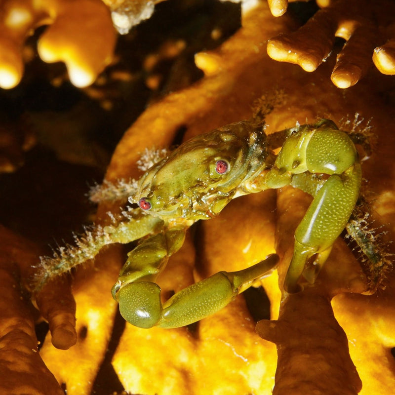 Emerald Crab