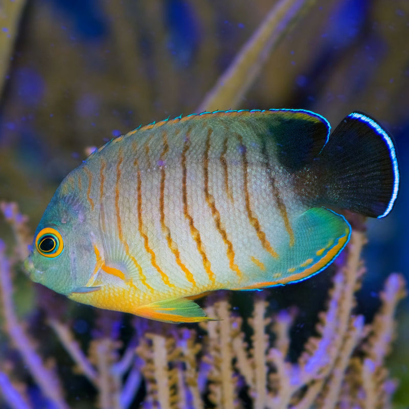Eibles Angelfish