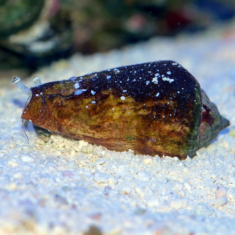 Fighting Conch