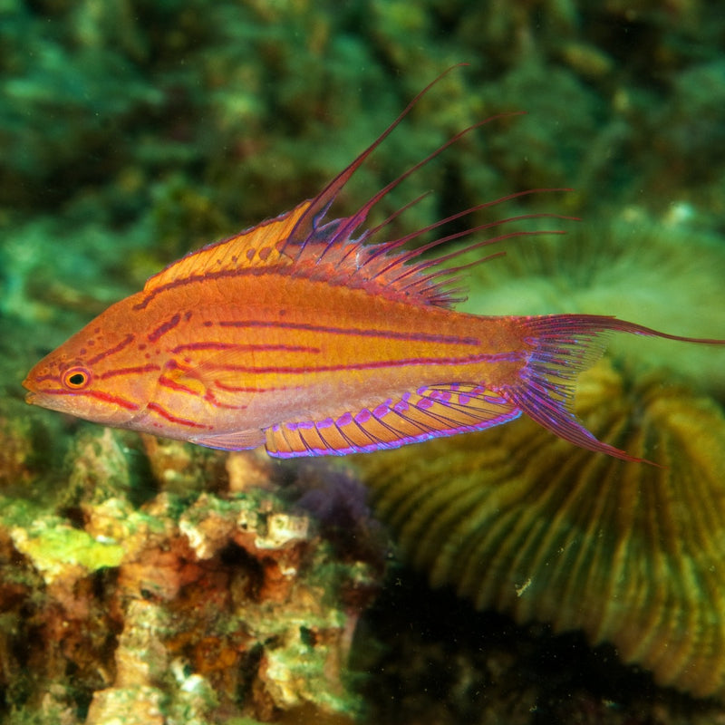 Filamentous Flasher Wrasse