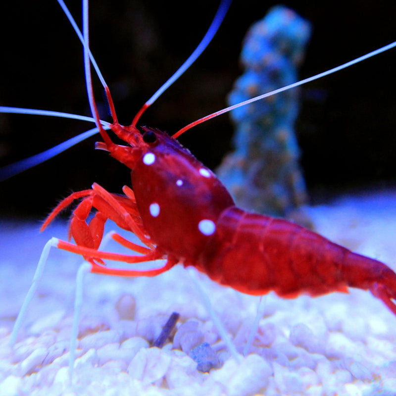 Fire Shrimp