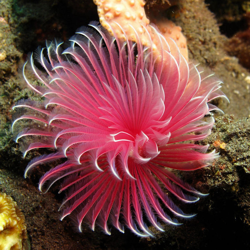 Coco Worm - Hard Shell Feather Duster
