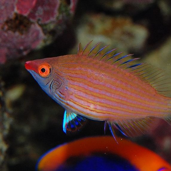 Pink Streaked Wrasse (pinstripe)