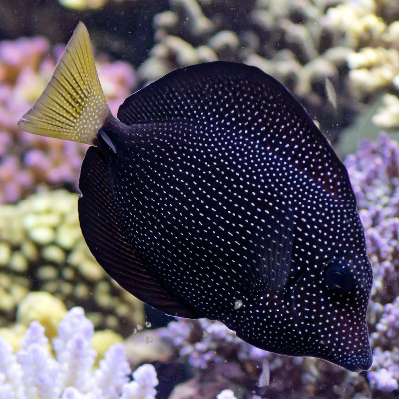 Gem Tang - Small