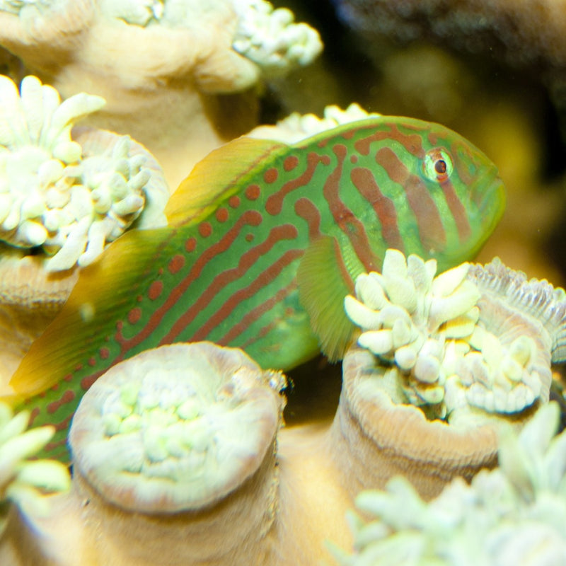 Green Goby
