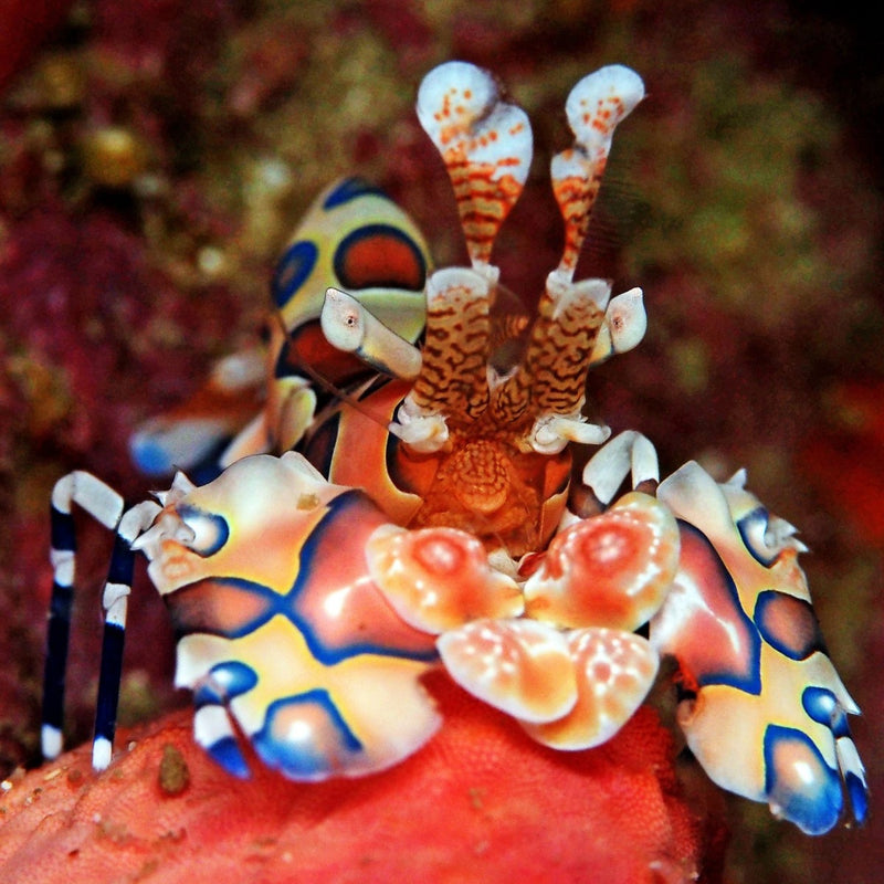 Harlequin Shrimp - Bonded Pair