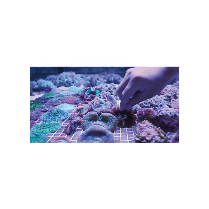 Ista Coral Frag Plug 10 Pack