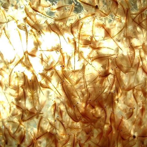 Live Food Brine Shrimp