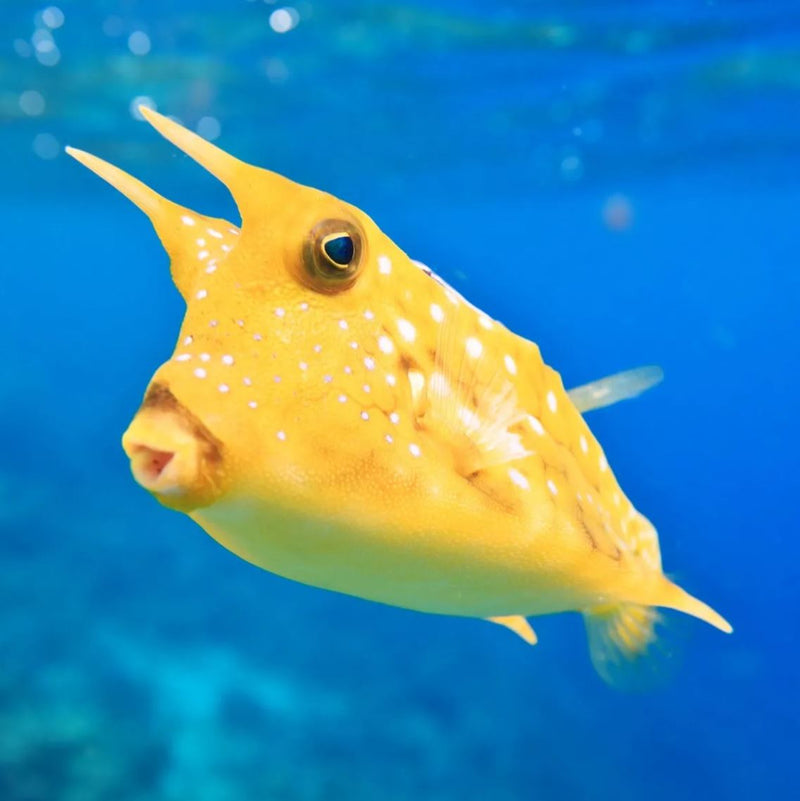 Longhorn Cowfish- small