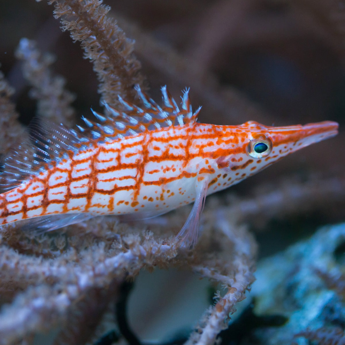 Hawkfish Longnose Hawkfish-Red — Kraken Corals