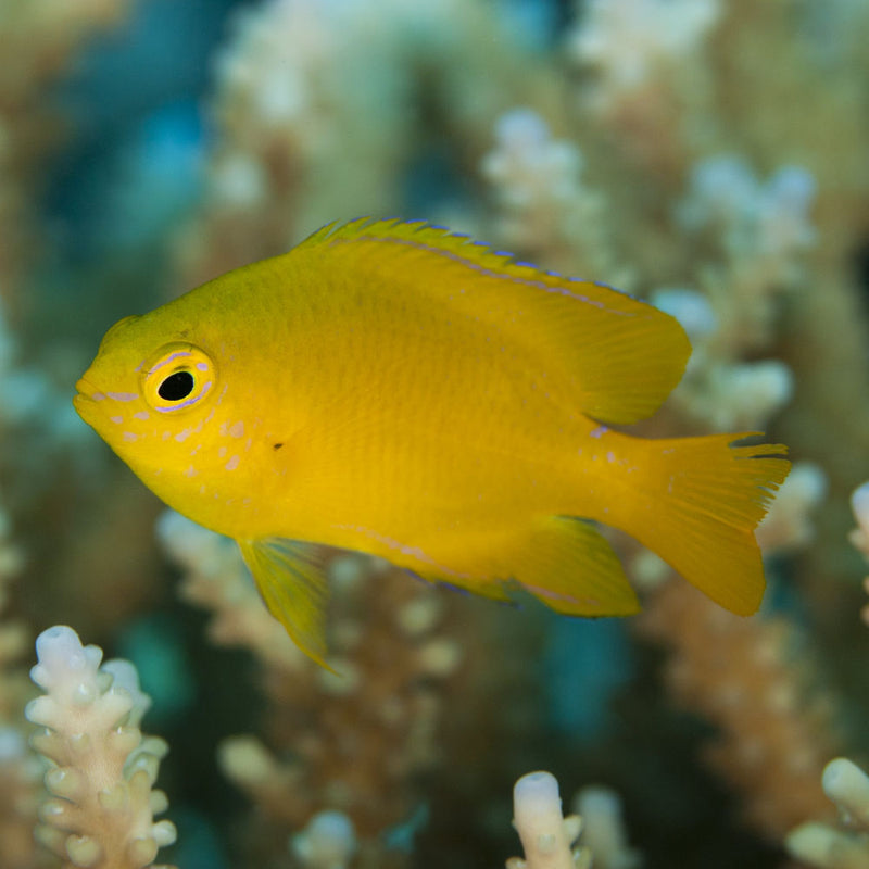 Lemon Damsel