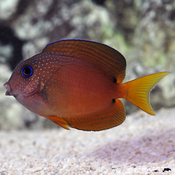 Blue eyed Kole Tang - Small