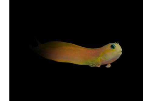 Midas Blenny