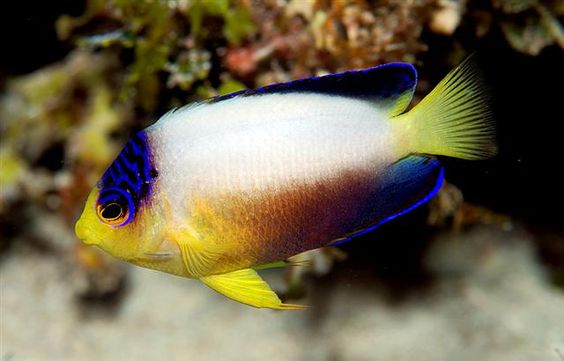Multicolor Angelfish
