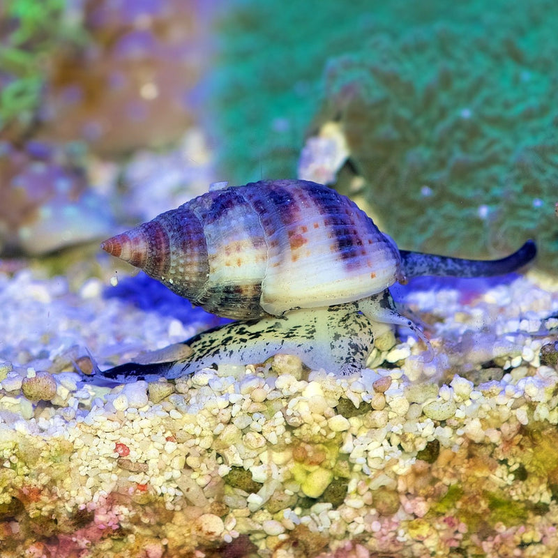 Nassarius Snail