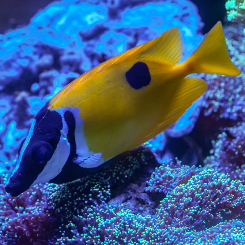 One Spot Foxface