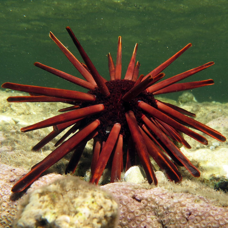 Pencil Sea Urchin