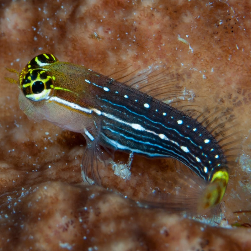 Pictus Blenny