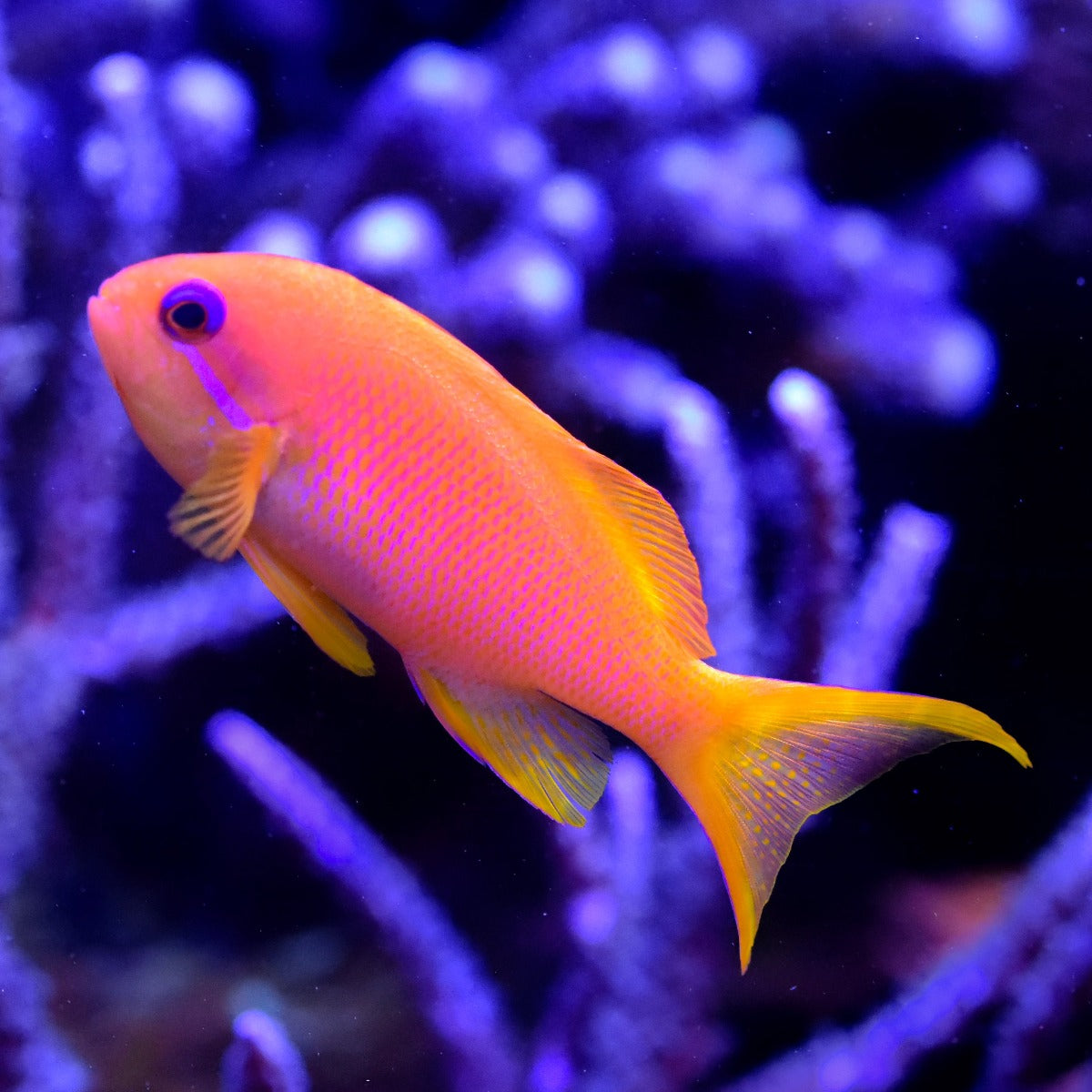 Pink Anthias — Kraken Corals
