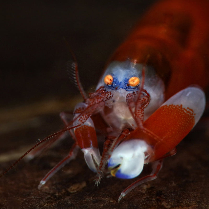 Pistol Shrimp