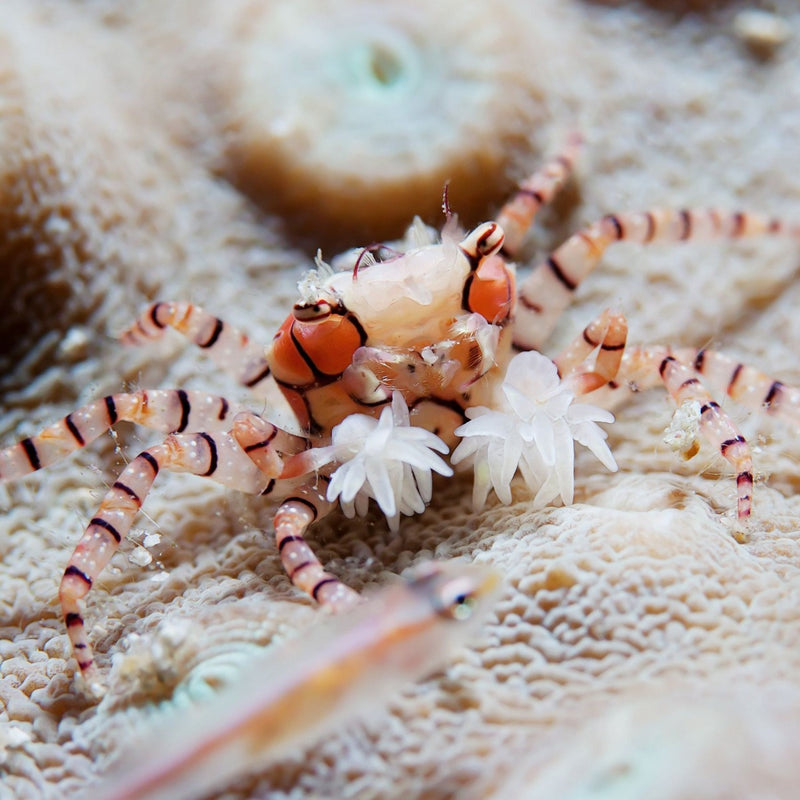 PomPom Crab