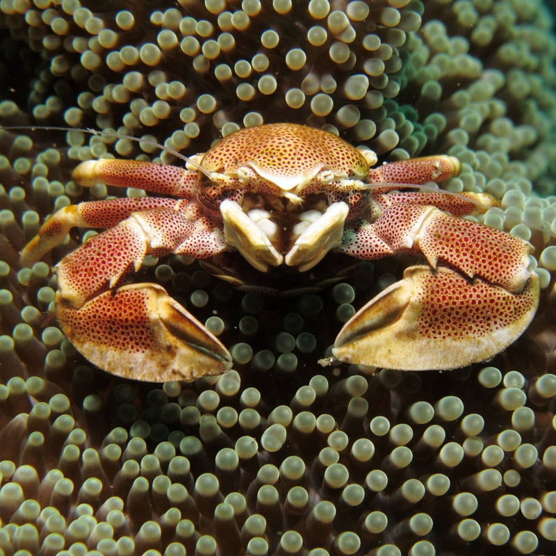 Porcelain Anemone  Crab
