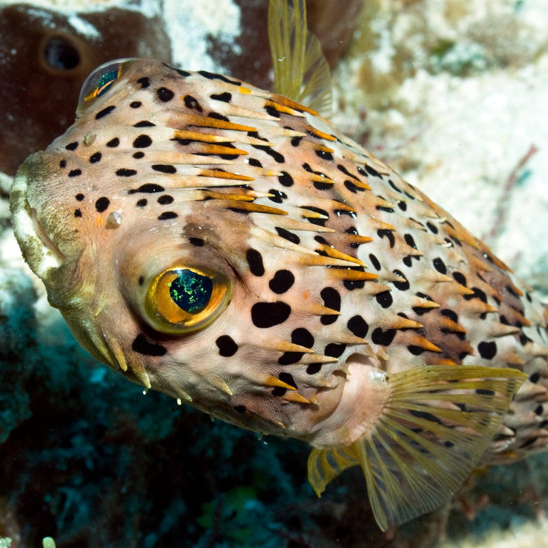 Porcupine Puffer